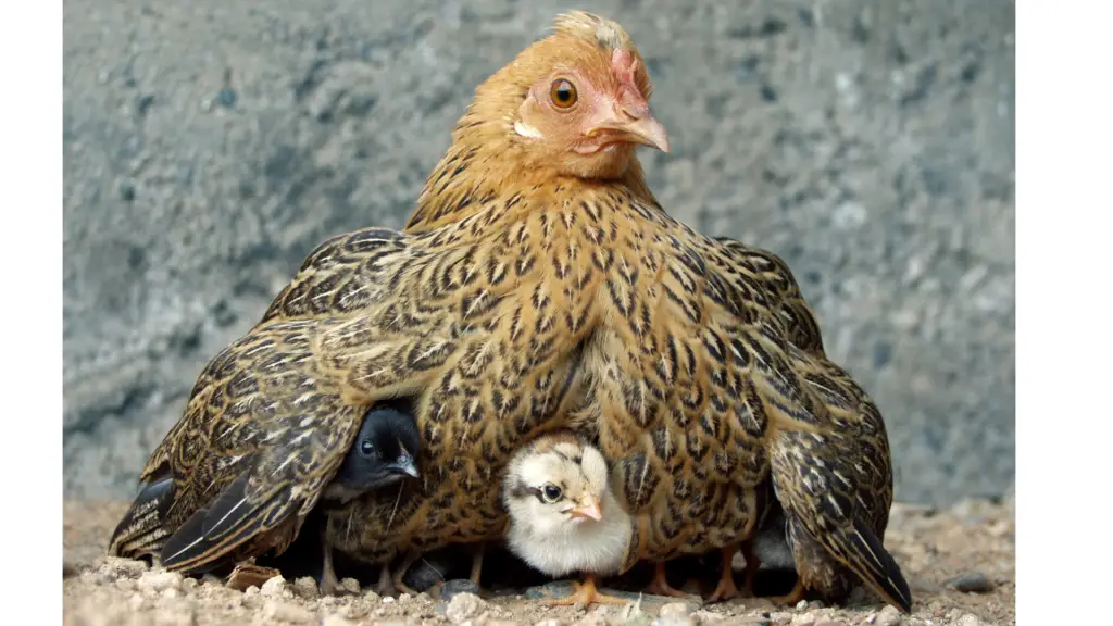 Regeneration scales by replication, not by getting bigger, but by getting more diverse. The same way chickens, humans, and single-celled microbes replicate.