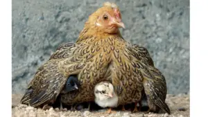 Regeneration scales by replication, not by getting bigger, but by getting more diverse. The same way chickens, humans, and single-celled microbes replicate.