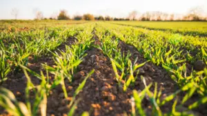 Regenerative ag is not monocrops and bare ground.