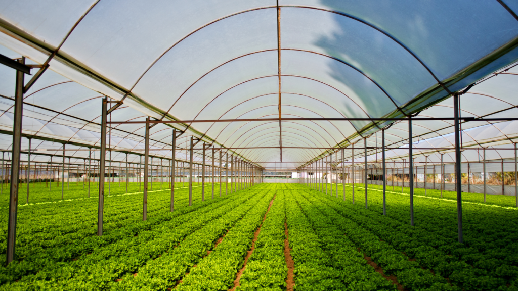 Acres of monocrops, whether under cover or outside, break regeneration because they rely on long supply chains. Nutrients gone, far away they are another person's waste.