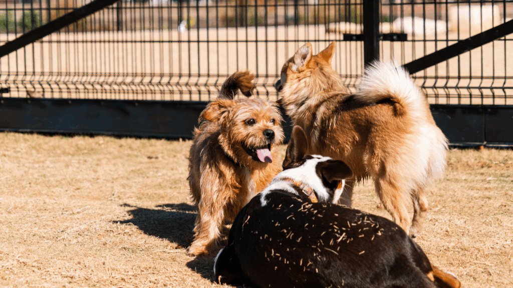 Microbes are like dogs at a dog park. They're all different, but they all play together and give each other space.