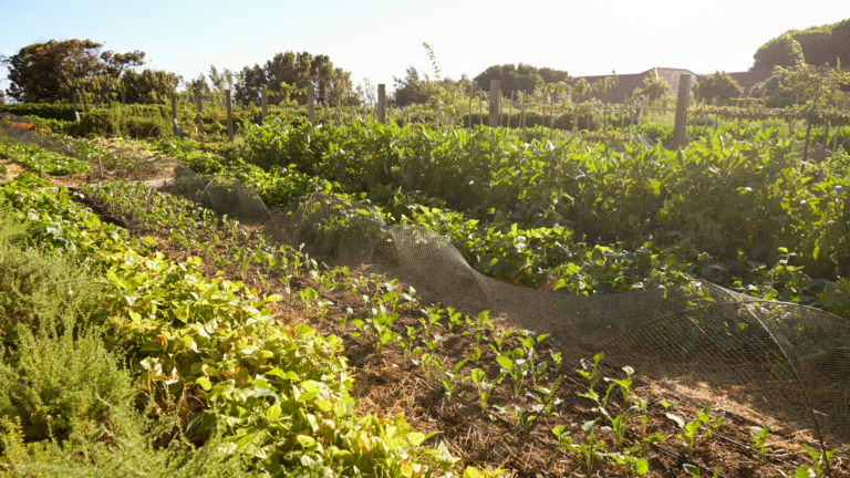Diversified fields create soil health and greater ROI for farmers and ranchers willing to learn how to feed people.