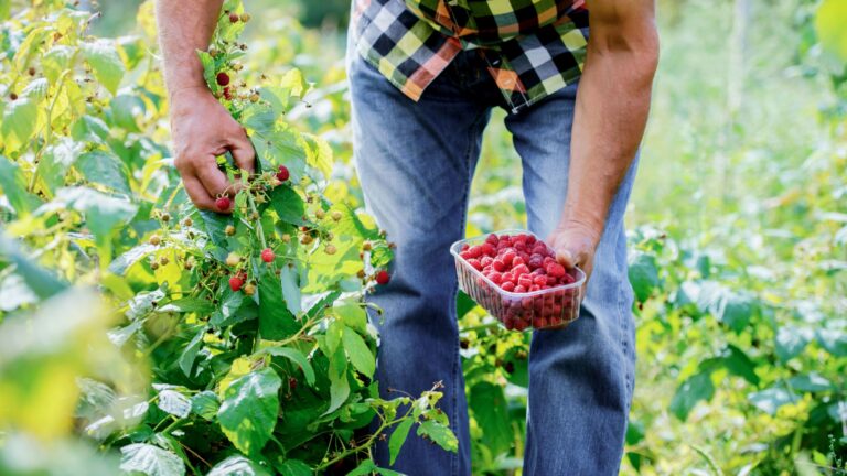 High profit and decreased manual labor are available with niche crops, especially when they are U-pick.